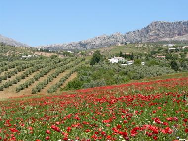 Maison de vacances /en/au Villanueva de la Concepcion (Mlaga)ou appartement ou maison de vacances