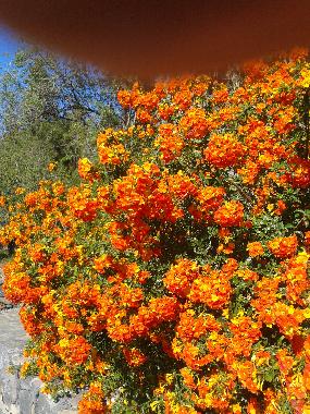 Villa �/en/au Tijarafe (La Palma und El Hierro)ou appartement ou maison de vacances