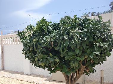 Villa �/en/au El Campello (Alicante / Alacant)ou appartement ou maison de vacances