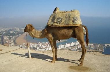 Appartement de vacances �/en/au agadir (Agadir)ou appartement ou maison de vacances