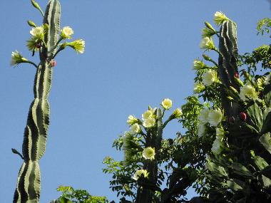 Maison de vacances �/en/au la boca trinidad (Sancti Spiritus)ou appartement ou maison de vacances