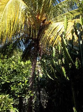 Maison de vacances �/en/au la boca trinidad (Sancti Spiritus)ou appartement ou maison de vacances