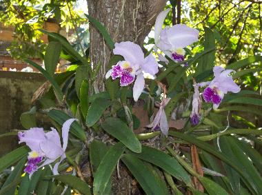 Maison de vacances �/en/au la boca trinidad (Sancti Spiritus)ou appartement ou maison de vacances