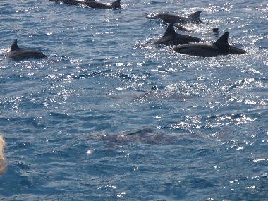 Appartement de vacances �/en/au Trou aux Biches (Pamplemousses)ou appartement ou maison de vacances