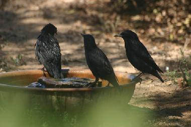 Etourneaux au point d