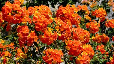 Villa /en/au Tijarafe (La Palma und El Hierro)ou appartement ou maison de vacances