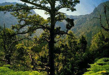 Villa /en/au Tijarafe (La Palma und El Hierro)ou appartement ou maison de vacances