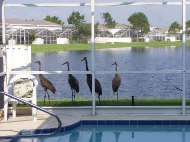 Villa /en/au Kissimmee (Florida)ou appartement ou maison de vacances