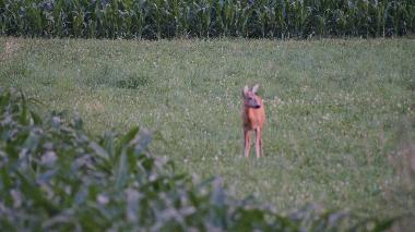 Appartement de vacances /en/au St.Kanzian (Unterkrnten)ou appartement ou maison de vacances