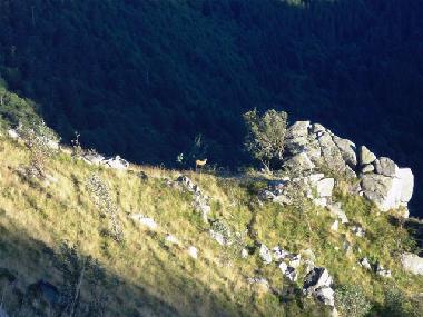 Appartement de vacances /en/au grardmer (Vosges)ou appartement ou maison de vacances