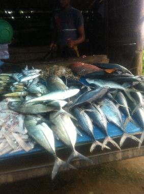 Maison de vacances /en/au Induruwa (Kalutara)ou appartement ou maison de vacances