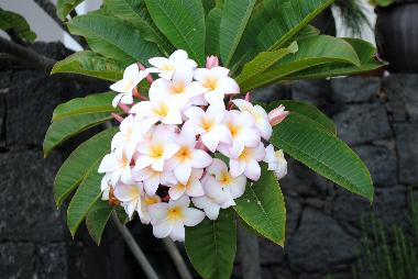 Maison de vacances /en/au La Asomada (Lanzarote)ou appartement ou maison de vacances