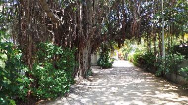 La villa se situe dans un jardin tropical  l