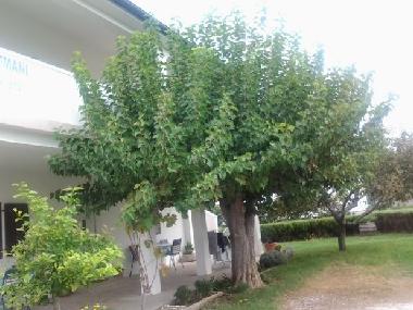 Appartement de vacances /en/au Lopar (Primorsko-Goranska)ou appartement ou maison de vacances