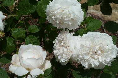 Chalet �/en/au Tagliacozzo (L