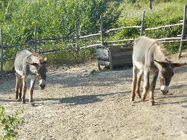 Chalet �/en/au Tagliacozzo (L