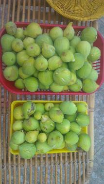 Rcolte des premires figues en Aot
