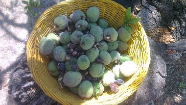 Amandes fraches et pignons