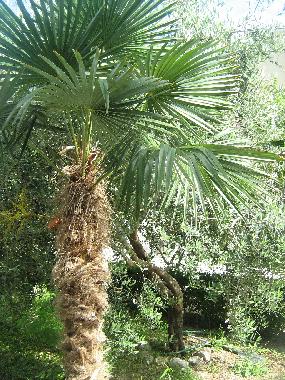 Appartement de vacances /en/au Omi (Splitsko-Dalmatinska)ou appartement ou maison de vacances