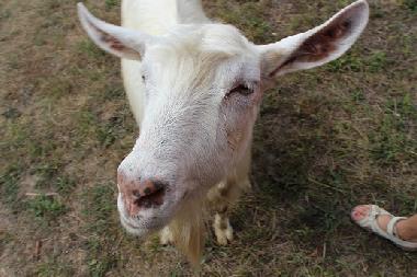 Maison de vacances �/en/au Kryvenik (Gabrovo)ou appartement ou maison de vacances