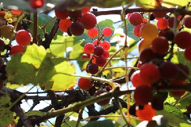 Maison de vacances �/en/au Kryvenik (Gabrovo)ou appartement ou maison de vacances