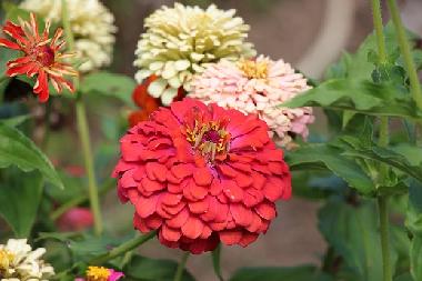 Maison de vacances �/en/au Kryvenik (Gabrovo)ou appartement ou maison de vacances