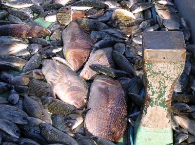 Appartement de vacances �/en/au Mandre (Zadarska)ou appartement ou maison de vacances