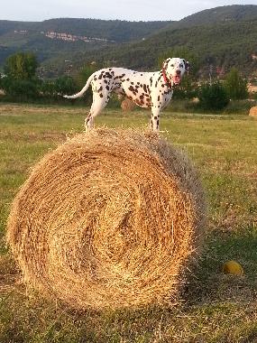 Maison de vacances �/en/au La Tour sur Orb/La Plane (H�rault)ou appartement ou maison de vacances