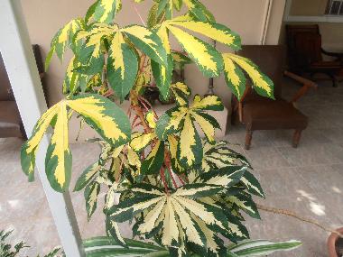 Maison de vacances /en/au Pereybere (Pereybere)ou appartement ou maison de vacances