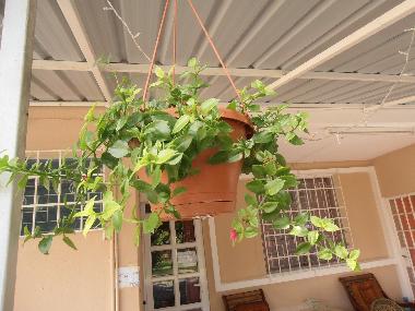 Maison de vacances /en/au Pereybere (Pereybere)ou appartement ou maison de vacances