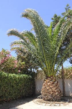 Villa /en/au MEGAS GIALOS,SYROS (Kyklades)ou appartement ou maison de vacances