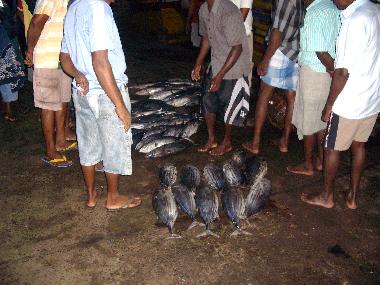 Villa /en/au Moragalla (Kalutara)ou appartement ou maison de vacances