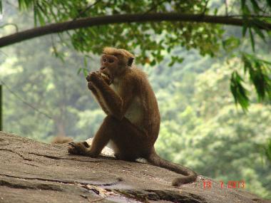 Villa /en/au Moragalla (Kalutara)ou appartement ou maison de vacances