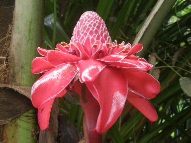 Flor in the propertym fleur de la propri�t�, flor de la propriedad