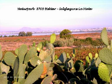 Appartement de vacances /en/au Guardamar del Segura (Alicante / Alacant)ou appartement ou maison de vacances