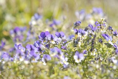 Villa �/en/au Bohus-Bj�rk� (Bohusl�n)ou appartement ou maison de vacances