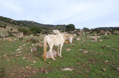 Chalet /en/au Tarifa (Cdiz)ou appartement ou maison de vacances