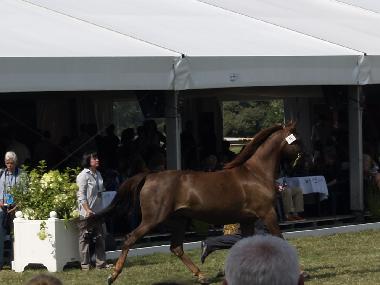 Maison de vacances /en/au Wajkow (Podlaskie)ou appartement ou maison de vacances