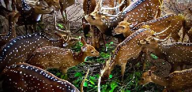 Maison de vacances /en/au KOSWATTA (Colombo)ou appartement ou maison de vacances