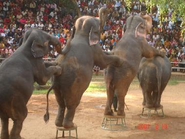 Maison de vacances /en/au KOSWATTA (Colombo)ou appartement ou maison de vacances