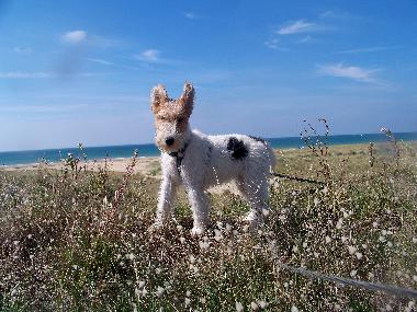 Maison de vacances /en/au Lindbergh-PLage (Manche)ou appartement ou maison de vacances