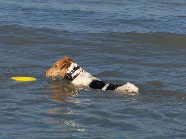 Maison de vacances /en/au Lindbergh-PLage (Manche)ou appartement ou maison de vacances