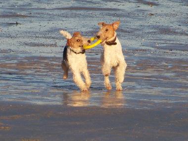 Maison de vacances /en/au Lindbergh-PLage (Manche)ou appartement ou maison de vacances