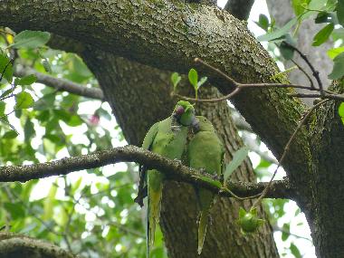 Maison de vacances /en/au Beruwala (Kalutara)ou appartement ou maison de vacances