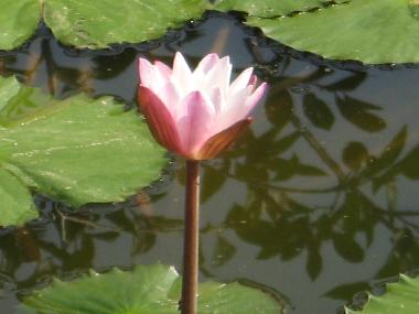 H�tel �/en/au Bentota (Galle)ou appartement ou maison de vacances