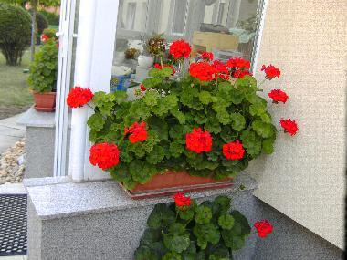 Appartement de vacances �/en/au B�k (Vas)ou appartement ou maison de vacances