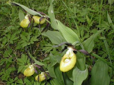 Maison de vacances �/en/au at sea (Saaremaa)ou appartement ou maison de vacances