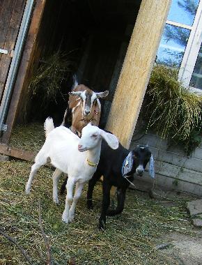 Maison de vacances /en/au Dbrkz (Tolna)ou appartement ou maison de vacances