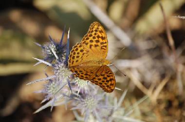 Maison de vacances /en/au Kotronas (Lakonia)ou appartement ou maison de vacances