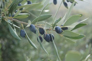 Maison de vacances /en/au Kotronas (Lakonia)ou appartement ou maison de vacances